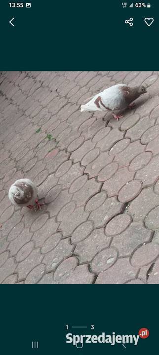 Sprzedam Orliki mazowieckie Nasielsk