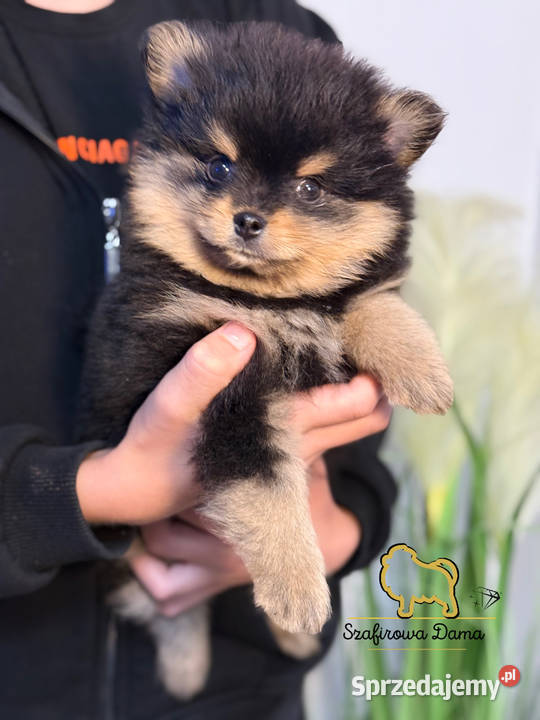 Szpic miniaturowy Pomeranian chłopiec blacktan Konarzewo sprzedam