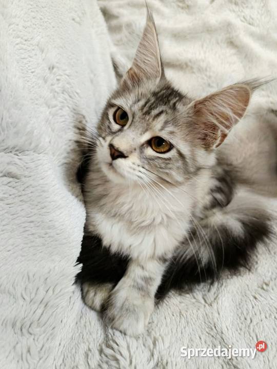 Kotka Maine Coon z rodowodem FPL Opal Wonder Czempiń