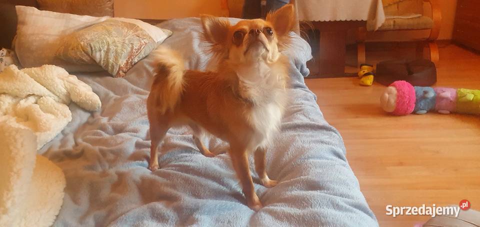 Reproduktor chihuahua długowłosy Piotrków Trybunalski