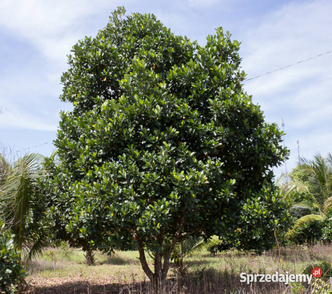 CHLEBOWIEC CHAPLASHA Artocarpus chaplasha Lubanie