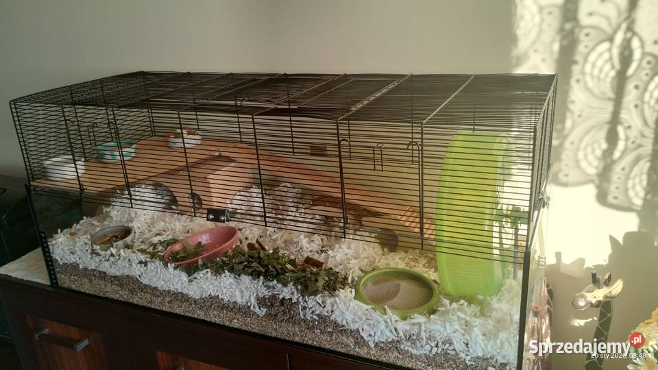 klatka chomika Katowice