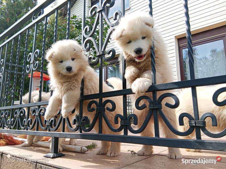 Sprzedam cudownego szczeniaka rasy Samojed 2 wielkopolskie Konin
