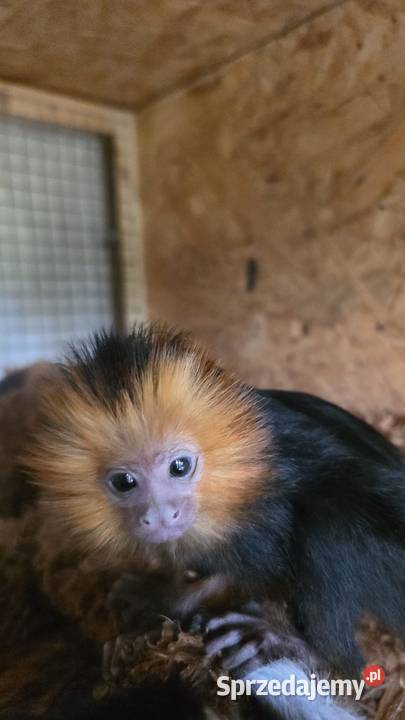 Marmozeta Lwiatka złotogłowa Leontopithecus Katowice sprzedam