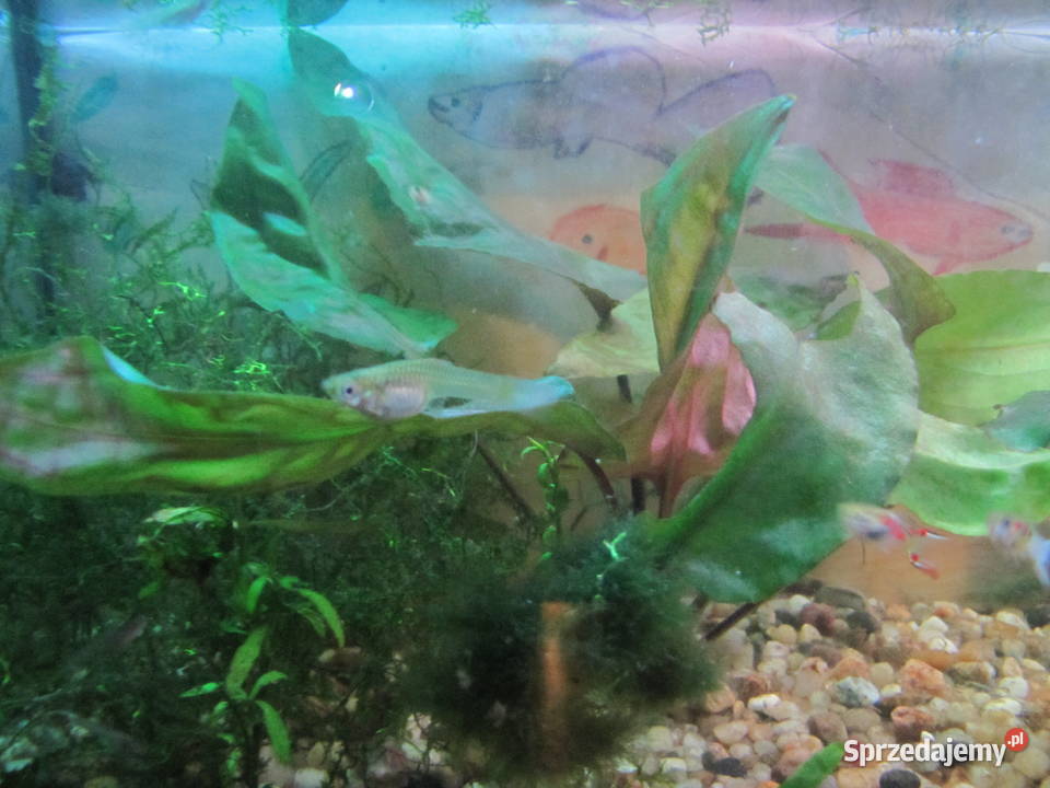 Małe akwarium z obsadą Ryby Toruń