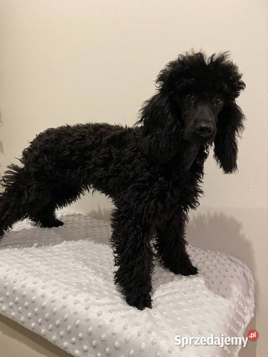 Pudel miniaturowy piesek Ostrożnica sprzedam