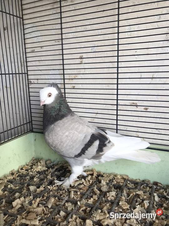 Mewka gołębie ozdobne Przeginia