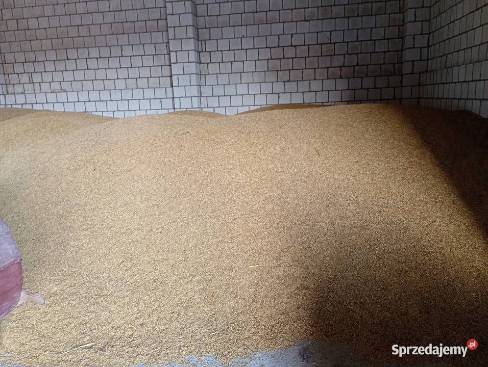 Owies Bingo na siew pasze palenie w piecu Biała Podlaska