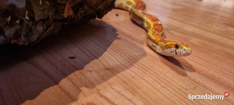 Wąż zbożowy z terrarium Bobrek