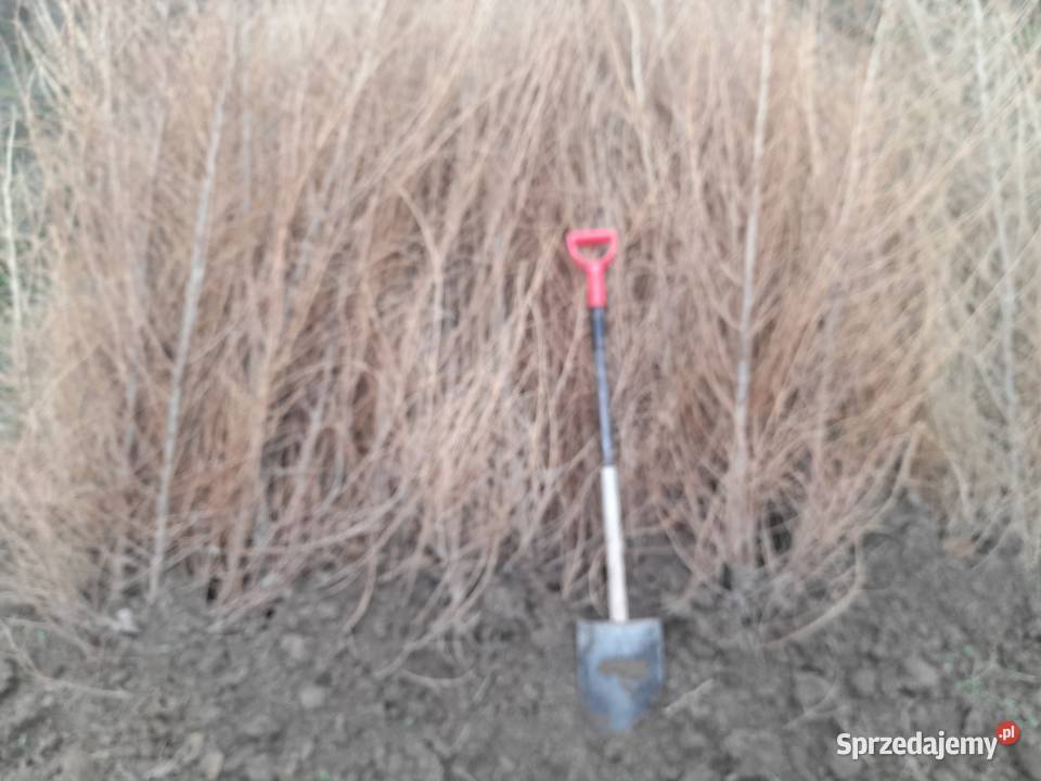 Sadzonka i podkladka morwa katalpy klon modrzew Chrząchów sprzedam