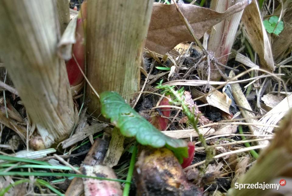 Miskant olbrzymi duża sadzonka XXL karpy Pszczyna