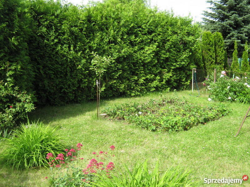 Działka ROD Camping Poznań domek murowany