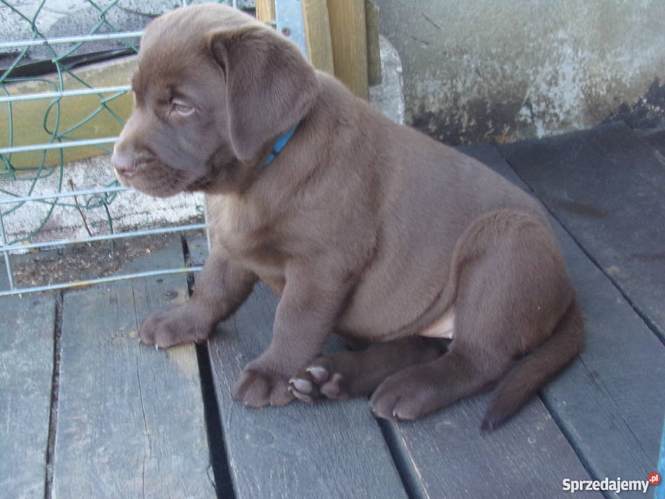 Sprzedam szczenięta labrador retriever Wrocław