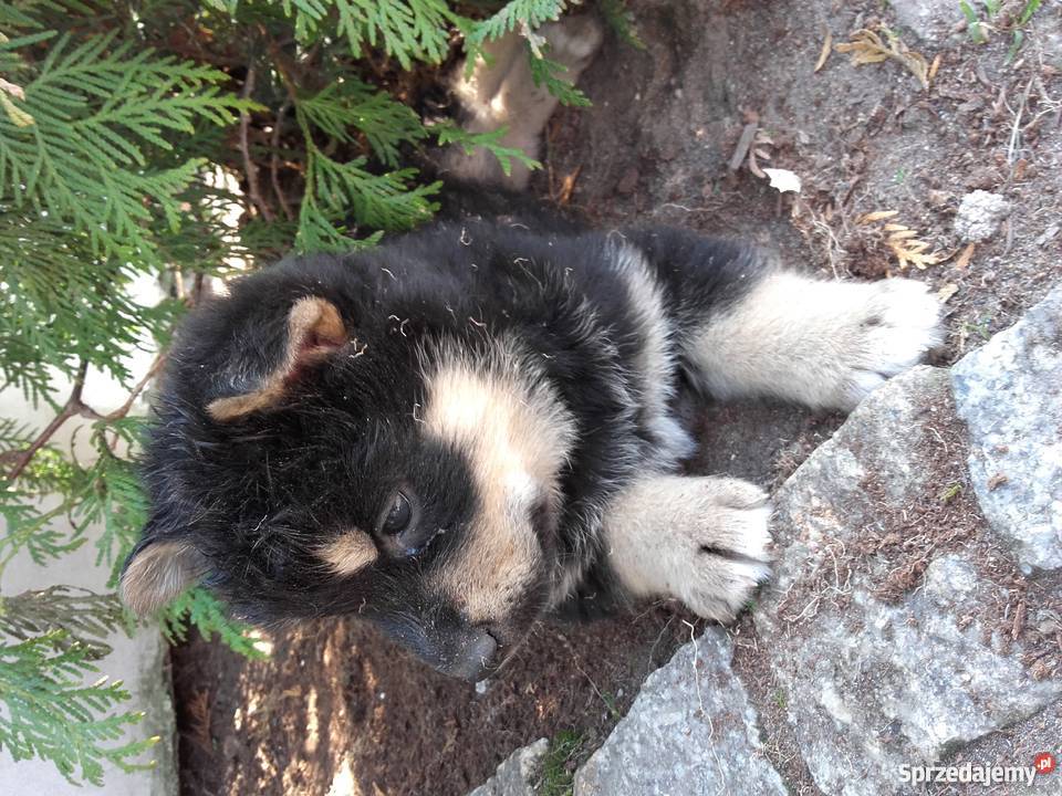 Malamut husky owczarek niemicki Brodnica sprzedam