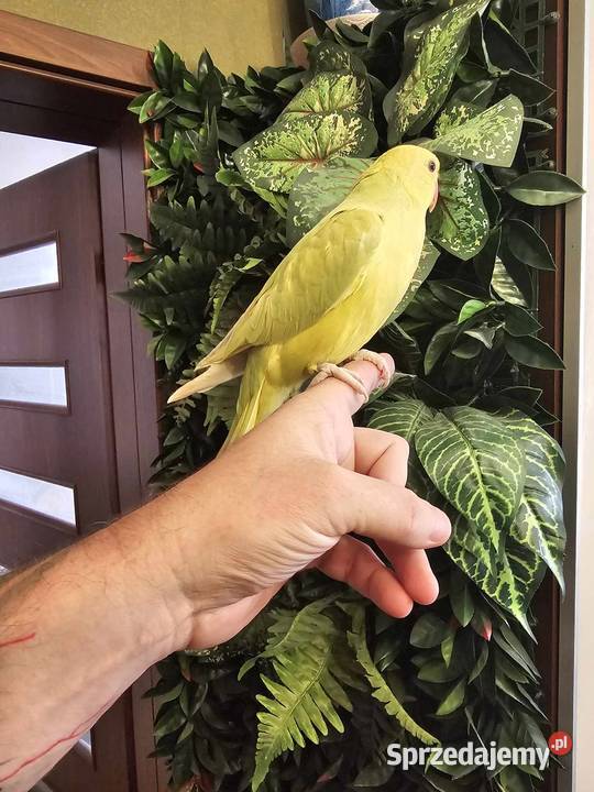 Aleksandretta Obrożna Ręcznie Karmiona Radlin