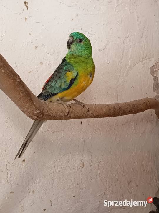 Sprzedam samca świergotki Jarogniewice sprzedam