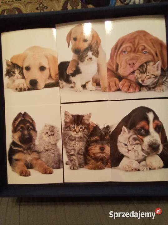 Duże i małe pieski z kotkami kartki pocztowe mazowieckie Warszawa