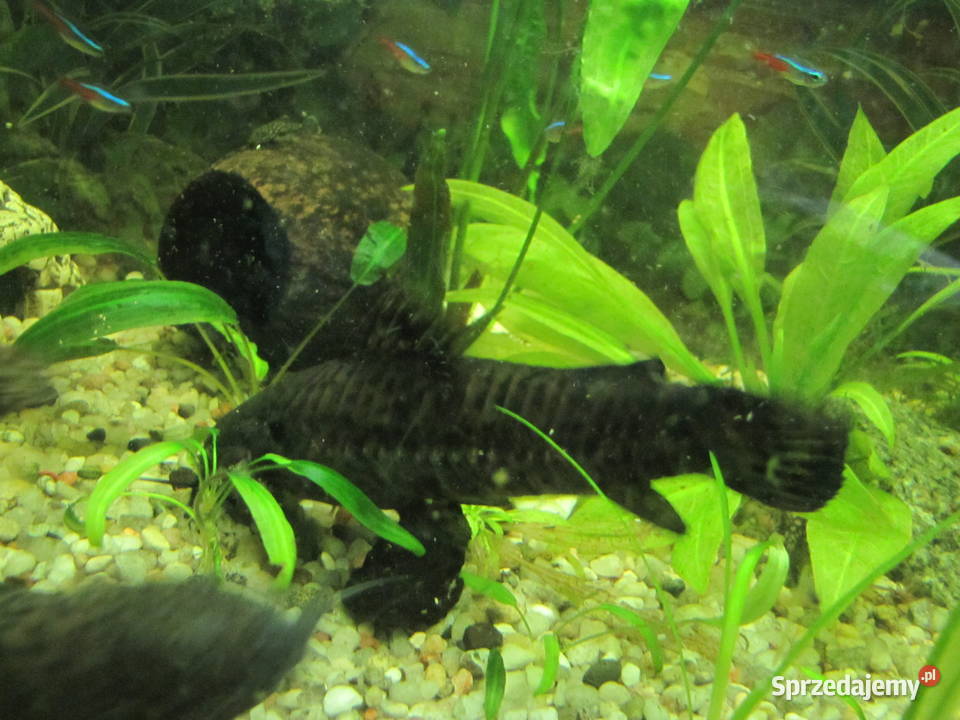 Kiryśniki czarnoplame sumy kujawsko-pomorskie Toruń