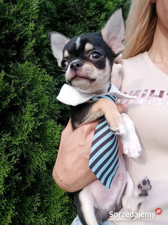 Chihuahua FCI gotowy do odbioru trikolor Poznań sprzedam