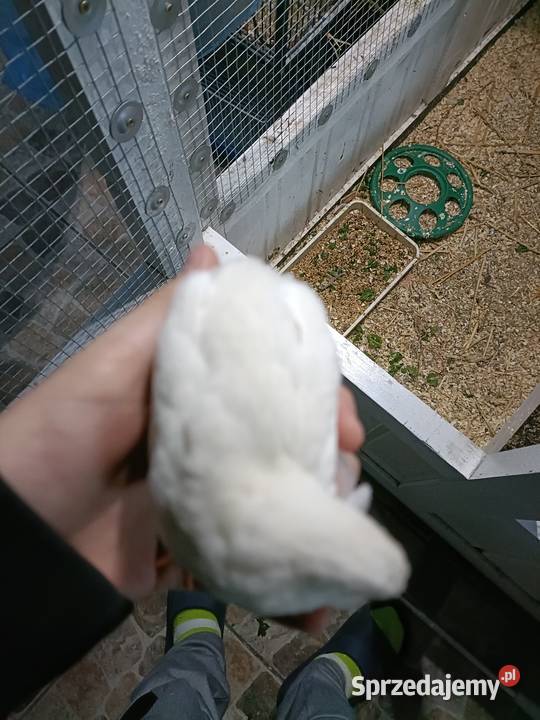 Przepiórki chińskie