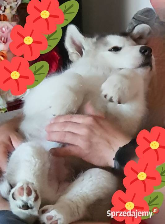 Wyjątkowa Alaskan Malamut szczeniak Nowa Sól