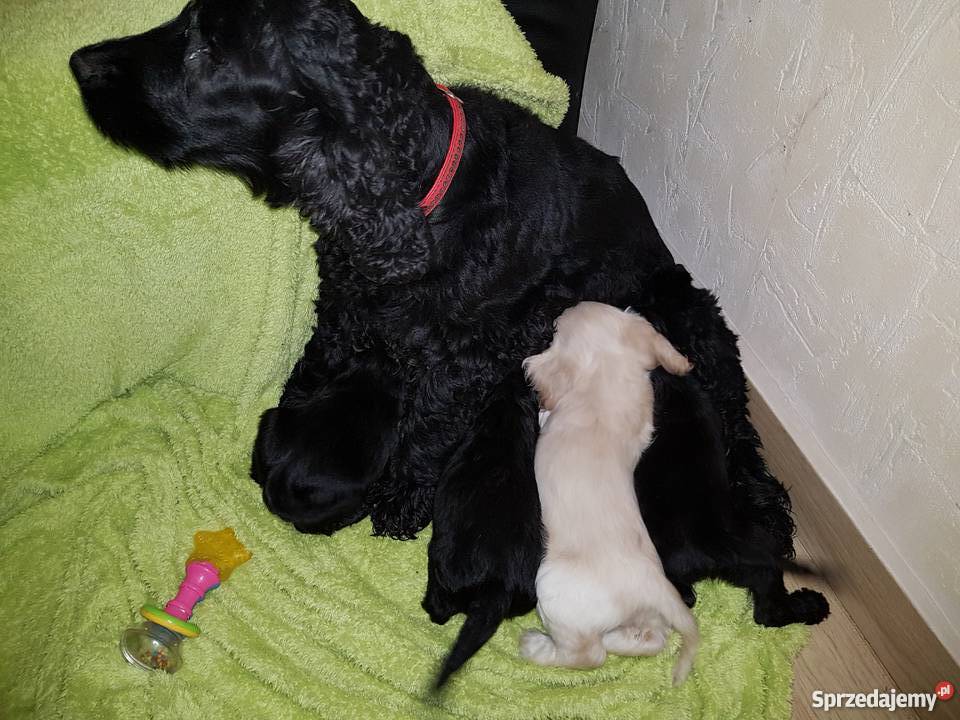 Oddam w rece Psy Dobrzyca