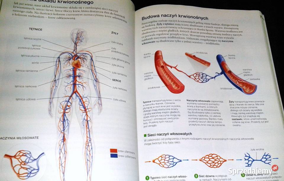 Biologia na czasie 1 Podręcznik LO i tech Anna lubelskie Chełm
