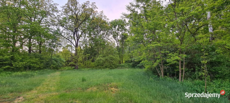 Zamieszkaj w leśnej ciszy działka budowlana z Stefanów