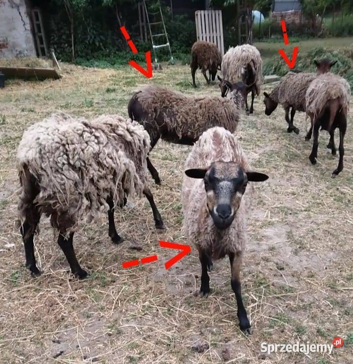 Owce kameruńskie półroczne Drawsko Pomorskie sprzedam