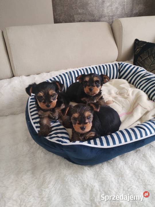 York terrier suczka Potoczek