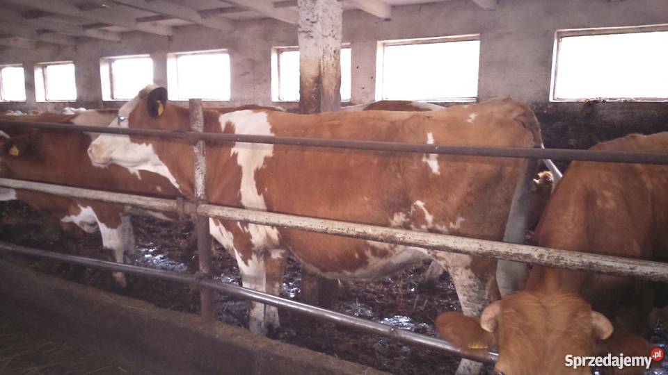 Sprzedam krowy i jałówki mięsne Bydło mięsne Rąbino