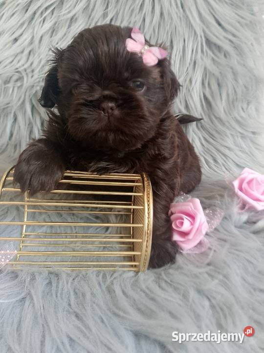 Czekoladowa suczka rasy ShihTzu szuka domku Zwierzęta Kępno