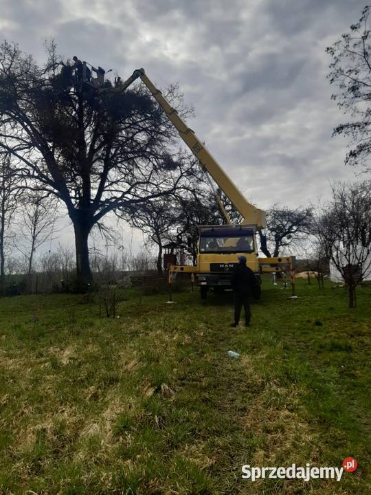 Ścinka drzew pielęgnacja podnośnik koszowy Tomaszów Lubelski