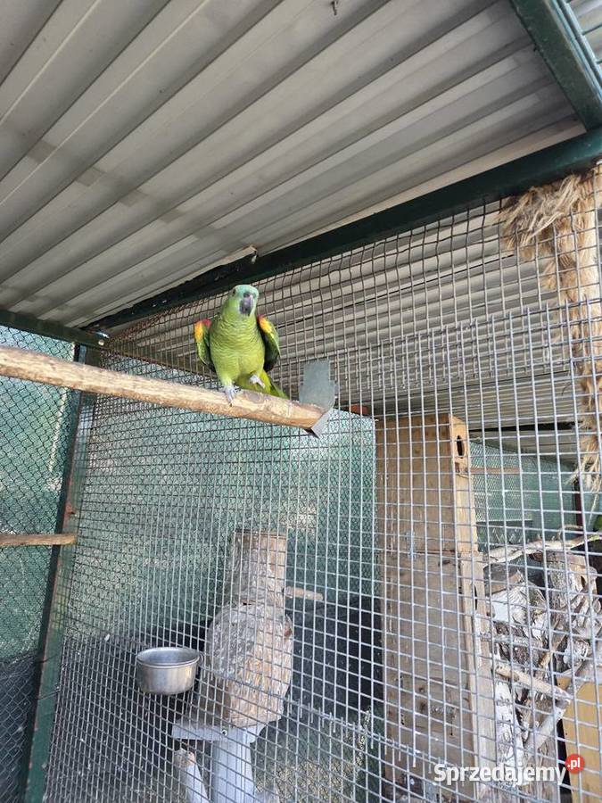 Amazonka Niebieskoczelna Samiec Ostrów Wielkopolski