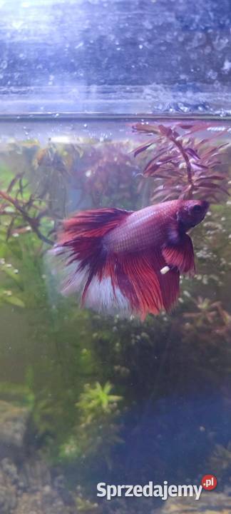 Sprzedam samca bojownika Ryby Zamość