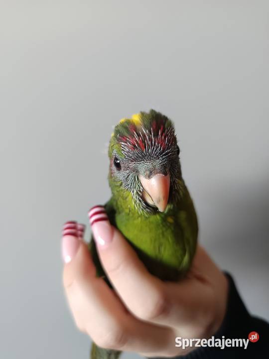 Papuga ręcznie karmiona oswojona Warszawa