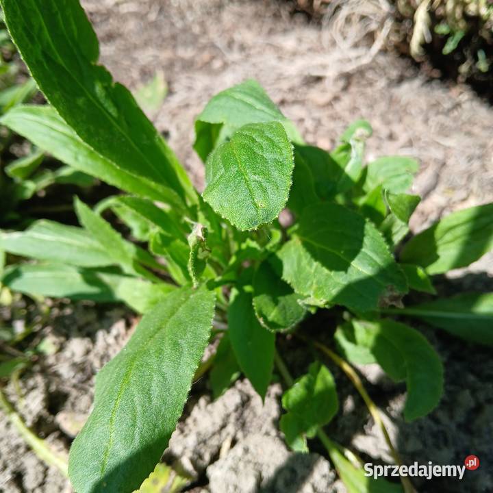 Wieczornik damski bylina do ogrodu pachnie Nowy Sącz