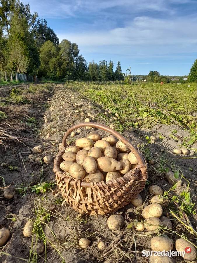 Sprzedam ziemniaki Białe ekologiczne Białystok