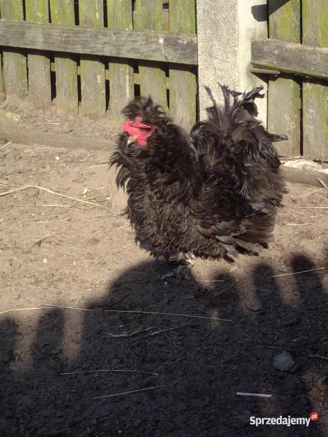 Kury ozdobne Loczek Michów