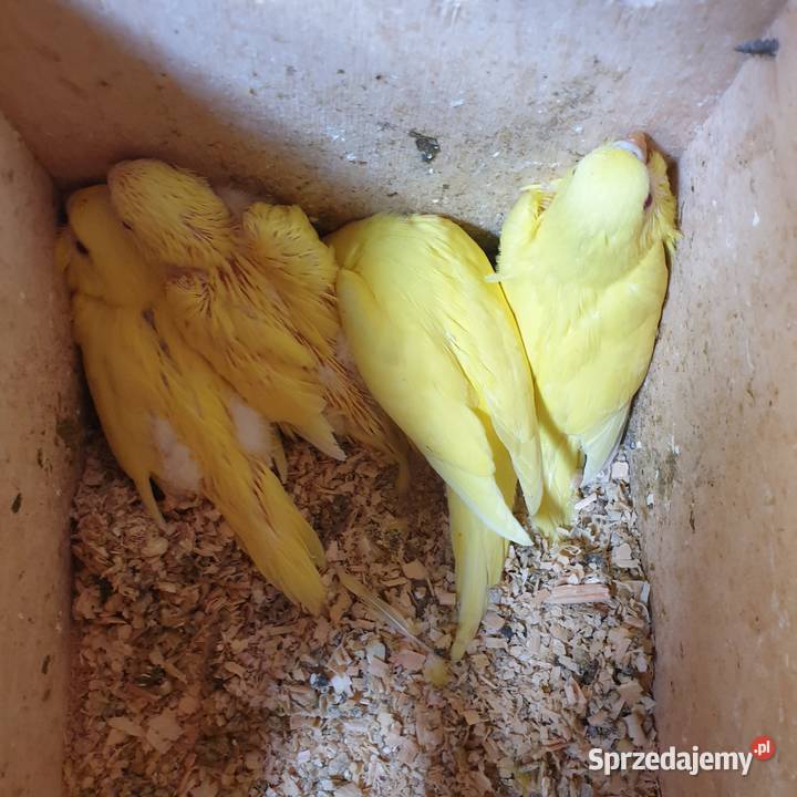 Papugi faliste Wrocław sprzedam