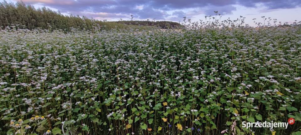 Gryka 2025 nasiona poplon Usnarz Górny