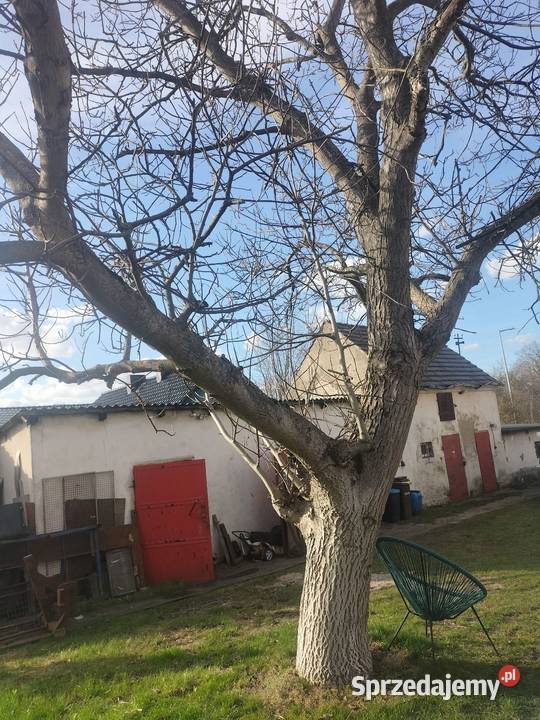 Orzech włoski do sprzedania do uzgodnienia Pozostałe Bolesławiec