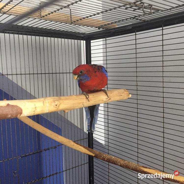 Papuga Rozella Królewska samica z 2017 Bielsko-Biała