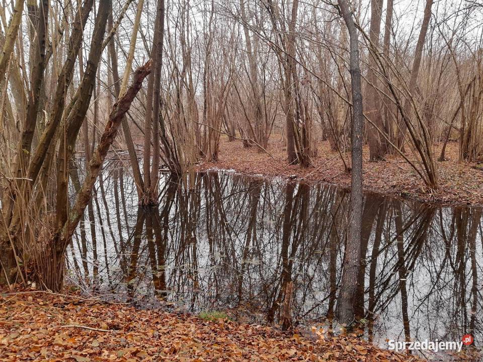 Działka budowlana z linią brzegową Gronów