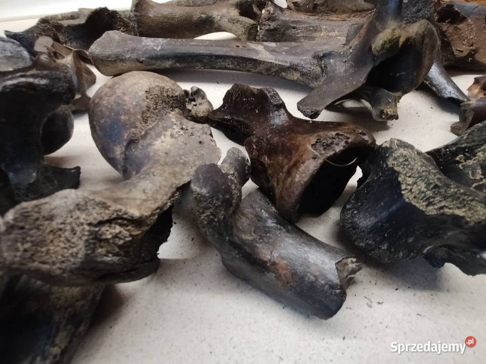 Kości skamieliny archeologia Leżajsk
