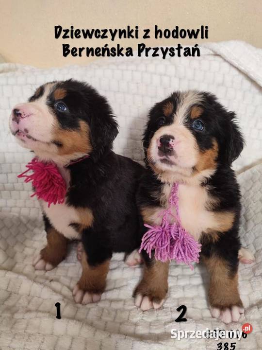 Śliczne pieski Berneński Pies Pasterski Bidziny