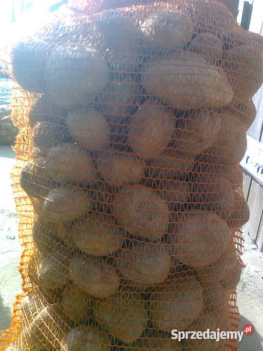 Ziemniaki Colomba Irga