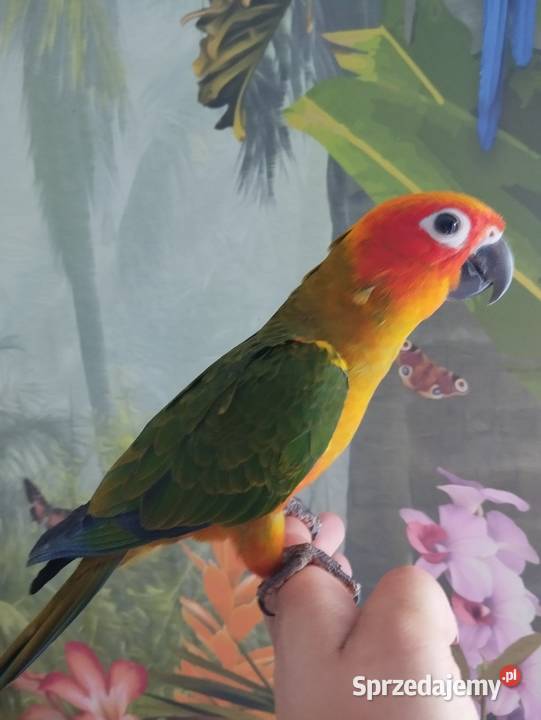 Papuga konura słoneczna ręcznie karmiona Miastko