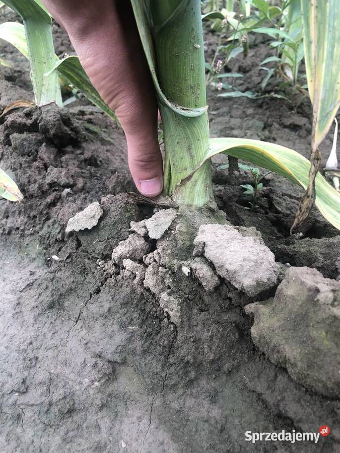 Czosnek sloniowy Rośliny przemysłowe Rataje Słupskie