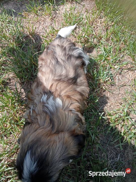 Shih tzu piesek suczka Dobiejewo